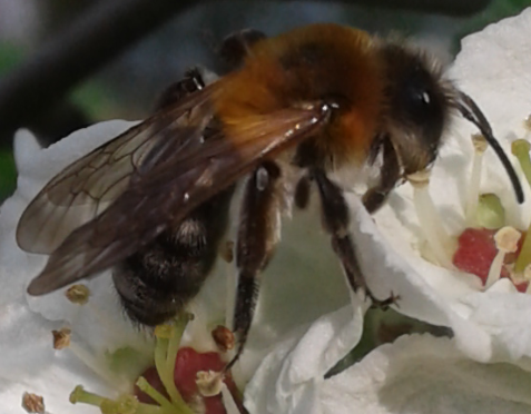 Apoidea : Andrena thoracica?